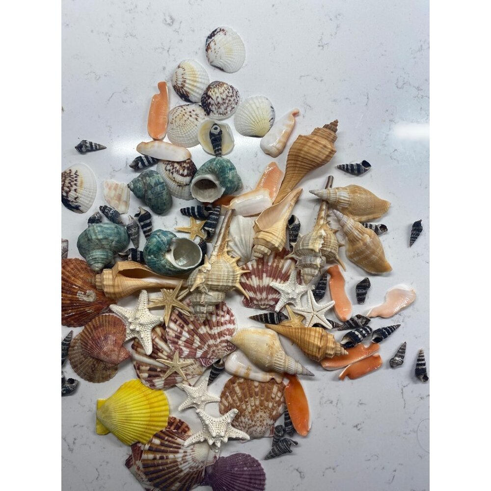 New Sea Shells Mixed Beach Seashells & Starfish for DIY Crafts, Party Decor - Picture 6 of 13